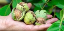 Orah (Juglans regia) nije samo ukusna grickalica, već i moćan saveznik za zdravlje kože