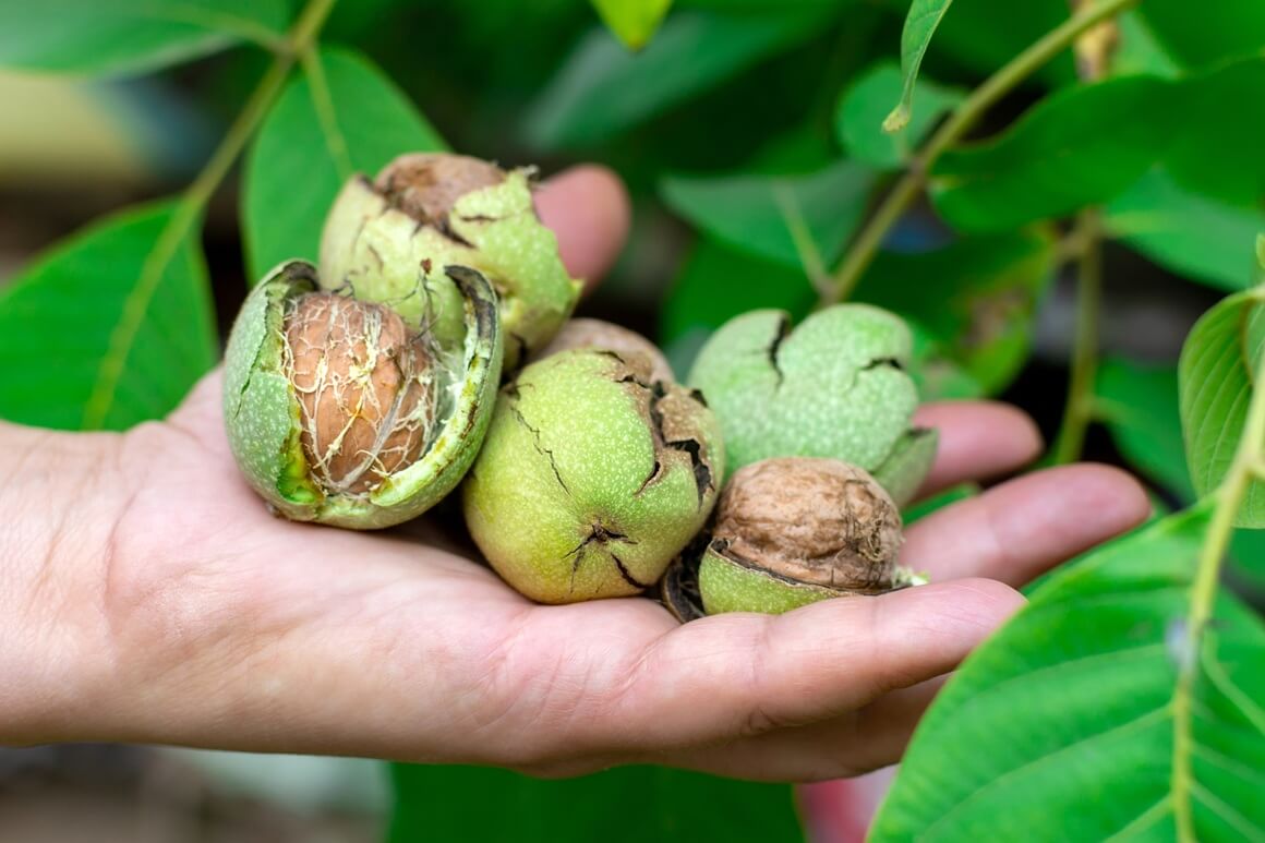 Orah (Juglans regia) nije samo ukusna grickalica, već i moćan saveznik za zdravlje kože