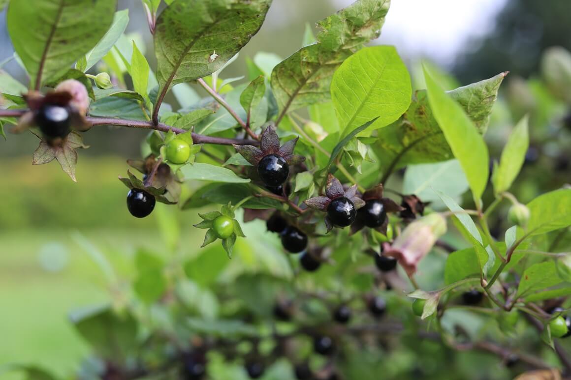 Velebilje (Atropa belladonna)