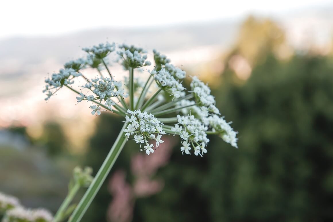 Velika kukuta (Conium maculatum)