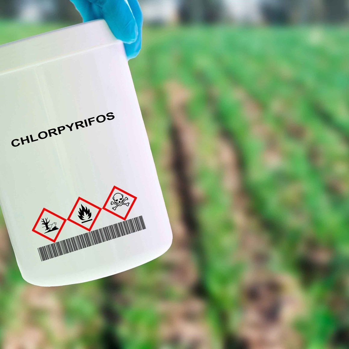 Klorpirifos etil