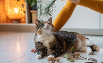 Mogu li mačke dobiti demenciju kao i ljudi Evo zašto je to važno