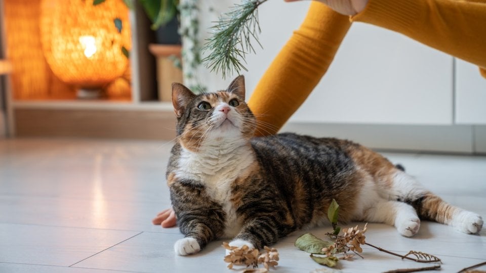 Mogu li mačke dobiti demenciju kao i ljudi Evo zašto je to važno