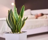 Najbolje biljke za spavaću sobu