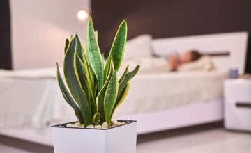 Najbolje biljke za spavaću sobu