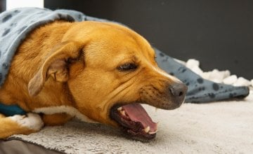 Prirodni lijek kad pas kašlje