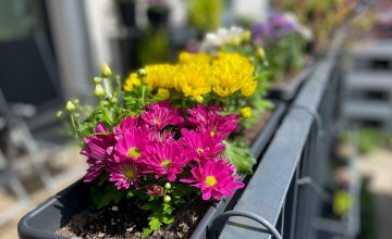 Uzgoj krizantema na otvorenom