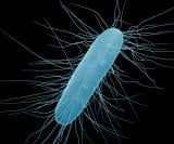 Clostridioides difficile