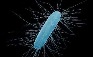 Clostridioides difficile