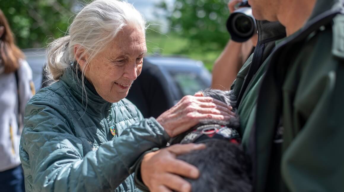 Jane Goodall