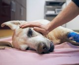 Leptospiroza kod pasa