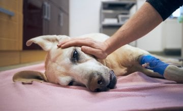 Leptospiroza kod pasa