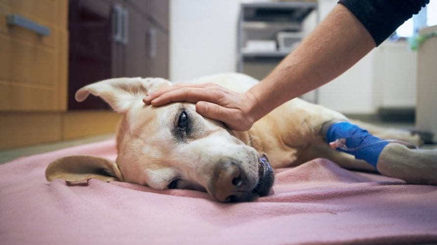 Leptospiroza kod pasa