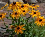 Trajnice koje cvatu u jesen