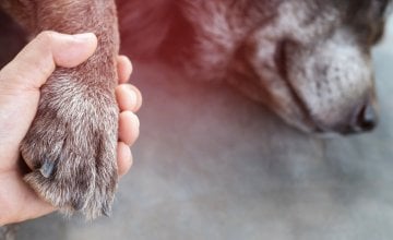 Znakovi da pas umire