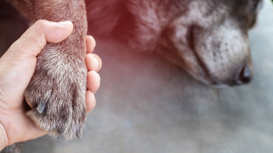 Znakovi da pas umire