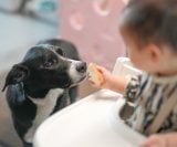 djeca iz domova u kojima žive psi imaju manji rizik od razvoja astme