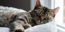 većina mačaka ima svoju omiljenu stranu za spavanje - lijevu