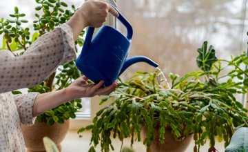 Božićni kaktus ne cvate