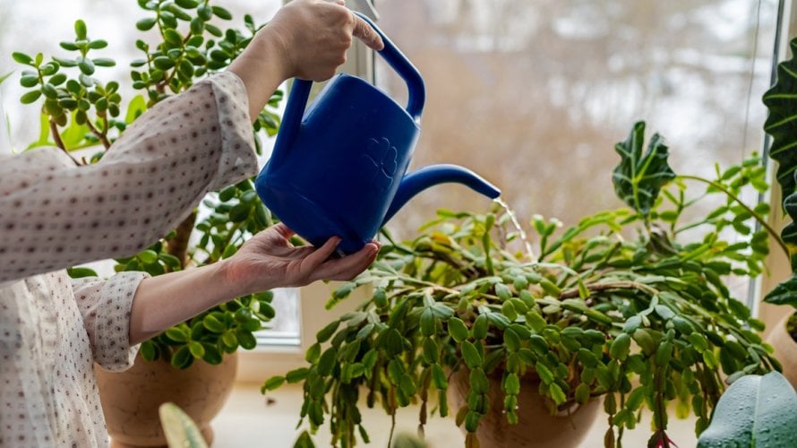 Božićni kaktus ne cvate
