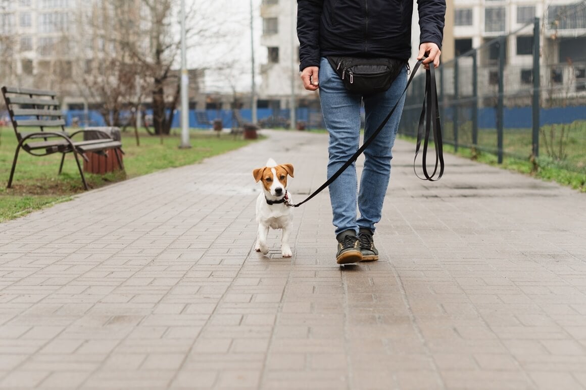 Ljubitelji pasa često vole bliske i uzajamne odnose jer im psi pružaju osjećaj sigurnosti, stabilnosti i emocionalne podrške