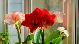 Zašto amarilis ne cvate