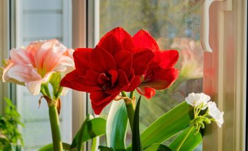 Zašto amarilis ne cvate