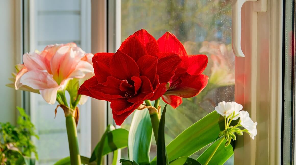 Zašto amarilis ne cvate