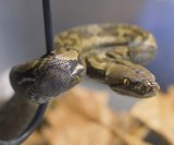 Znanstvenici su otkrili da zmije i gušteri imaju jedinstven način izlučivanja otpada - ne samo da mokre, već taj otpad pretvaraju u kristale kako bi sačuvali vodu