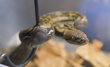 Znanstvenici su otkrili da zmije i gušteri imaju jedinstven način izlučivanja otpada - ne samo da mokre, već taj otpad pretvaraju u kristale kako bi sačuvali vodu