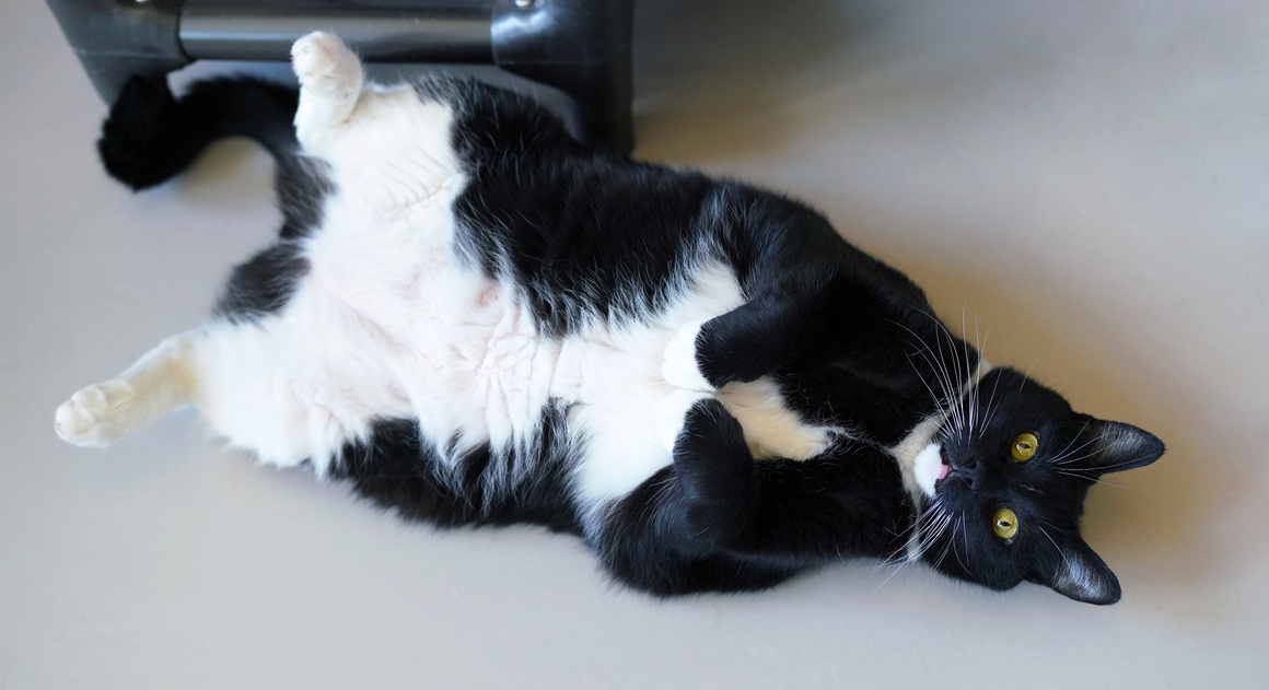 60 % mačaka u SAD-u ima prekomjernu tjelesnu težinu