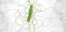 Clostridioides difficile