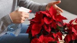 Koliko zalijevati božićnu zvijezdu