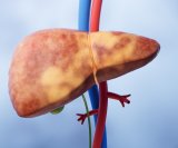 Mislite da imate samo masnu jetru Evo zašto biste trebali provjeriti i srce