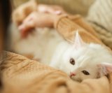 Mnoge trudnice tvrde da je njihova mačka prva nanjušila trudnoću