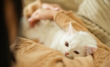 Mnoge trudnice tvrde da je njihova mačka prva nanjušila trudnoću