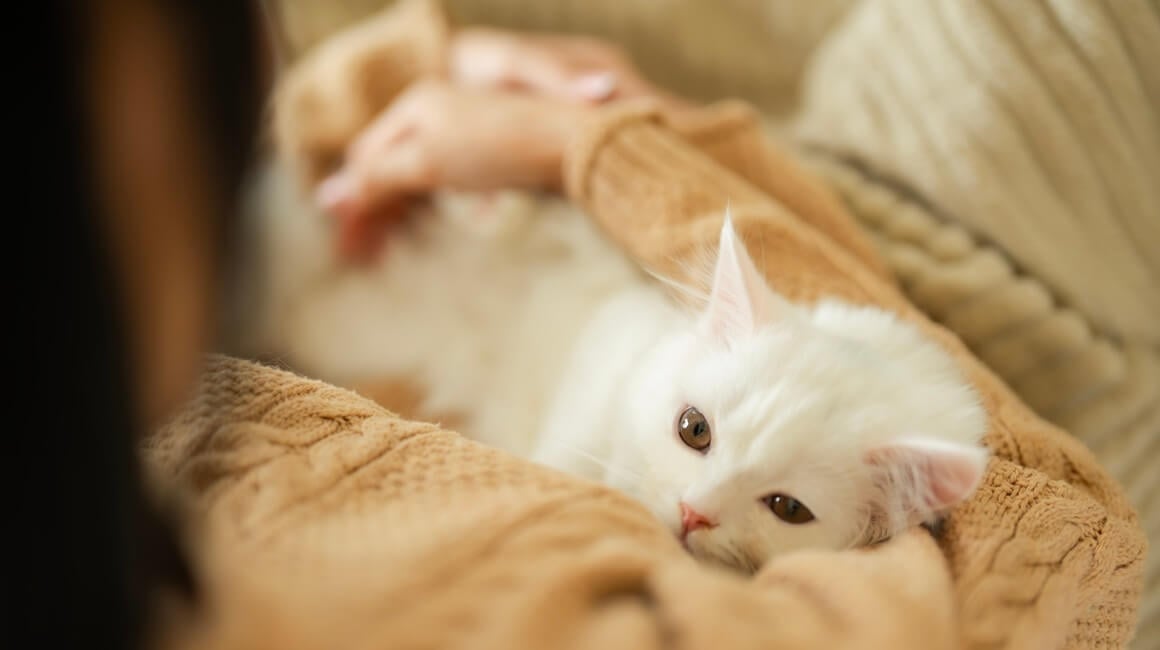 Mnoge trudnice tvrde da je njihova mačka prva nanjušila trudnoću