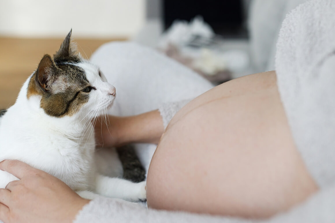 Mogu li mačke čuti otkucaje fetalnog srca