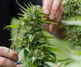 Može li ovaj spoj iz konoplje promijeniti način liječenja Alzheimerove bolesti