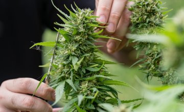 Može li ovaj spoj iz konoplje promijeniti način liječenja Alzheimerove bolesti