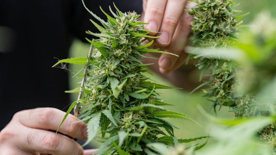 Može li ovaj spoj iz konoplje promijeniti način liječenja Alzheimerove bolesti