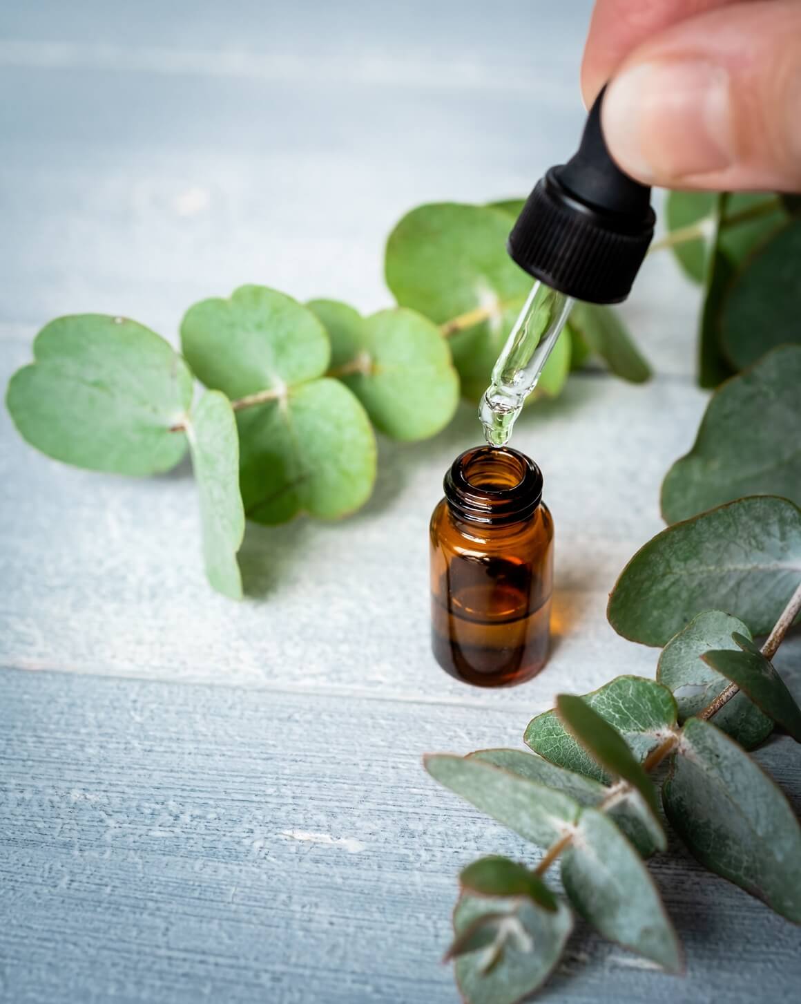 U jednom kliničkom ispitivanju pacijenti koji su udisali ulje eukaliptusa nakon ugradnje umjetnog koljena prijavili su manje boli i niži krvni tlak