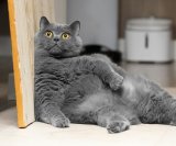 Vaša mačka ima višak kilograma Novi lijek za mršavljenje mogao bi sve promijeniti