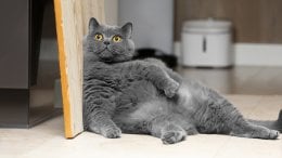 Vaša mačka ima višak kilograma Novi lijek za mršavljenje mogao bi sve promijeniti