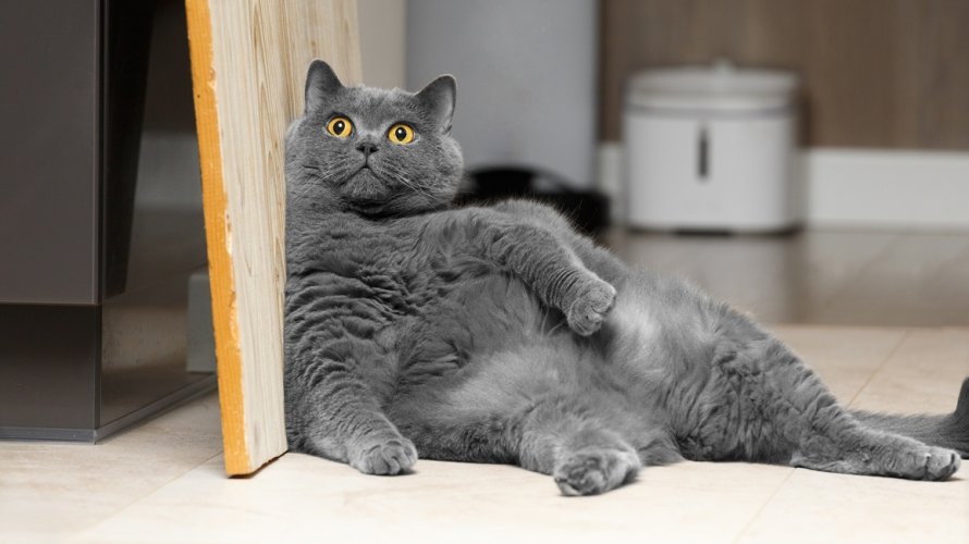 Vaša mačka ima višak kilograma Novi lijek za mršavljenje mogao bi sve promijeniti