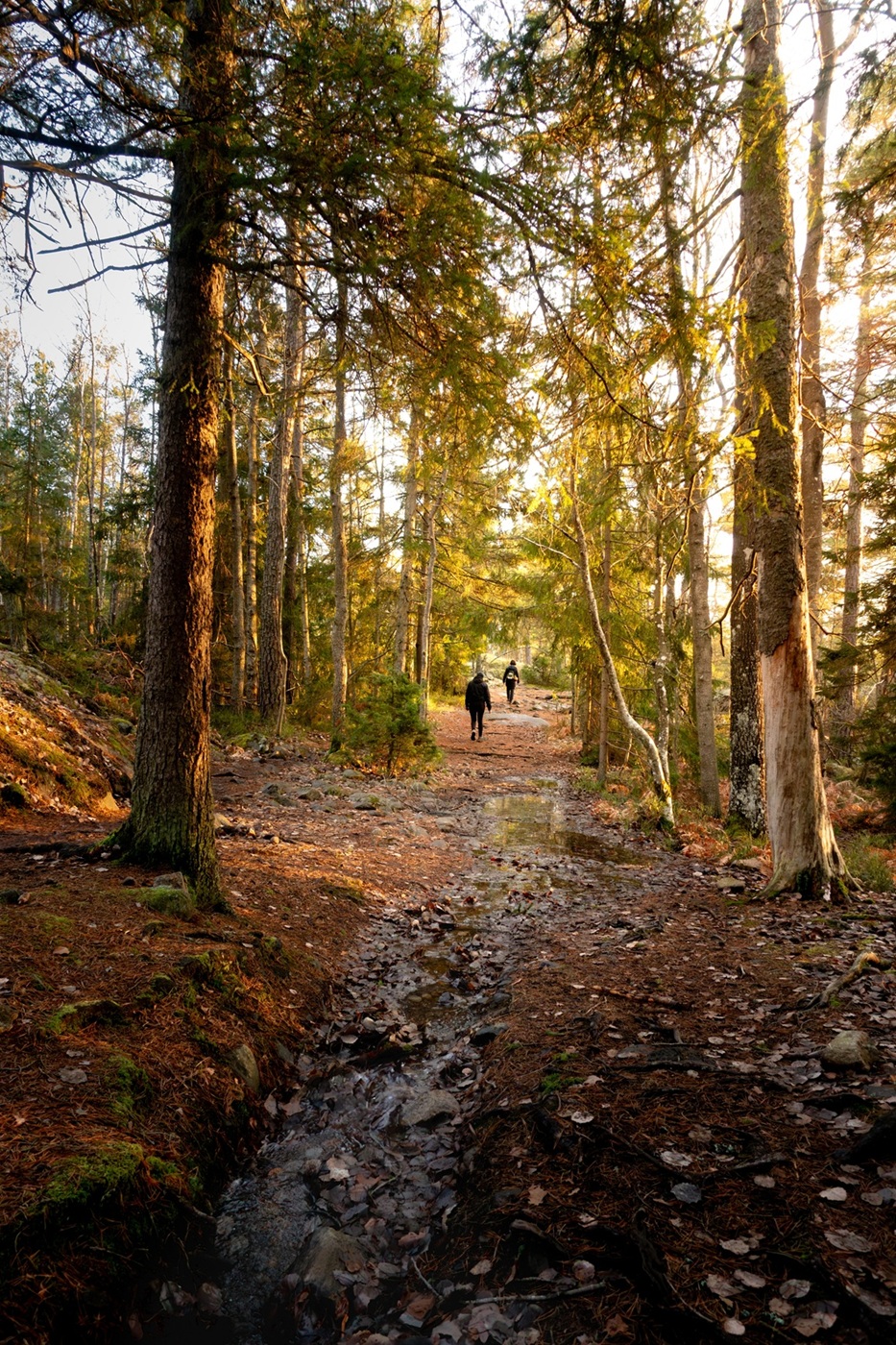 Vrijeme šetnje može utjecati na sagorijevanje masti, razinu šećera u krvi i probavu