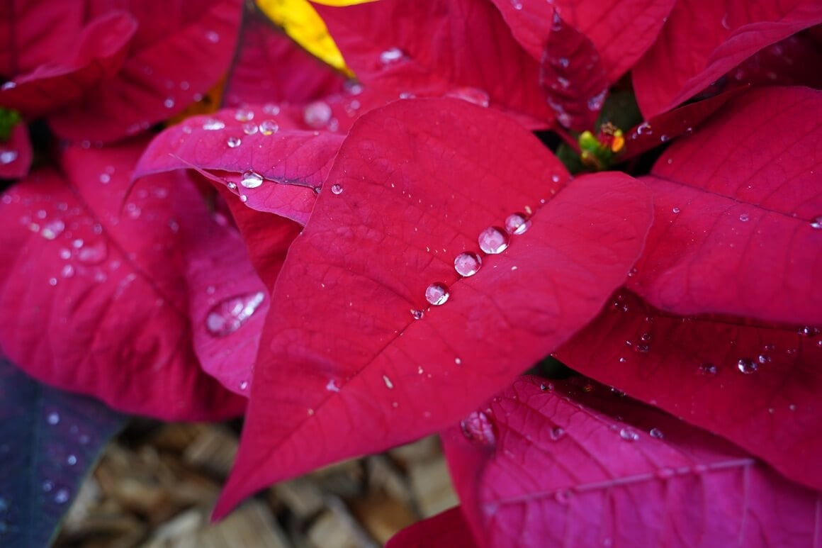 koliko često treba zalijevati božićnu zvijezdu
