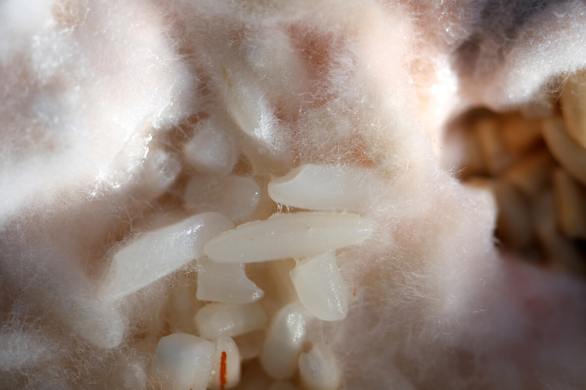 Bacillus cereus bakterija