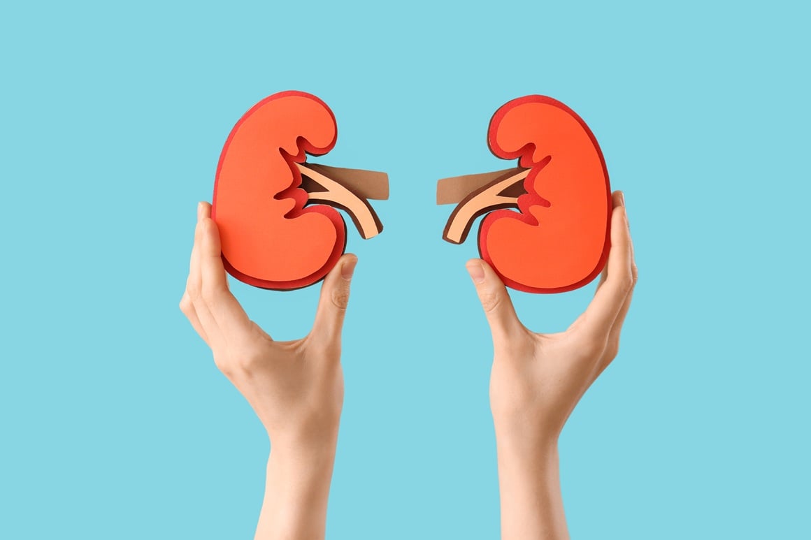 Bubrezi su iznimno vrijedni i aktivni organi - svakodnevno filtriraju oko 150 l krvi koja potom opskrbljuje cijelo tijelo