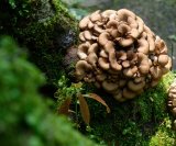 Japanska gljiva protiv raka